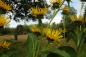 Preview: Inula helenium | Echter Alant